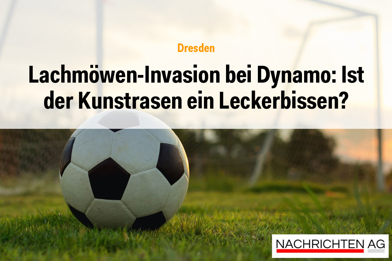 Lachmöwen-Invasion bei Dynamo: Ist der Kunstrasen ein Leckerbissen?