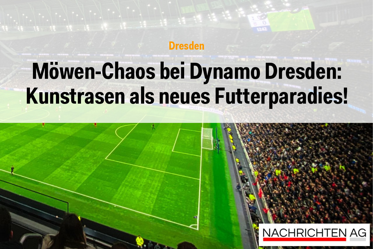 Möwen-Chaos bei Dynamo Dresden: Kunstrasen als neues Futterparadies!